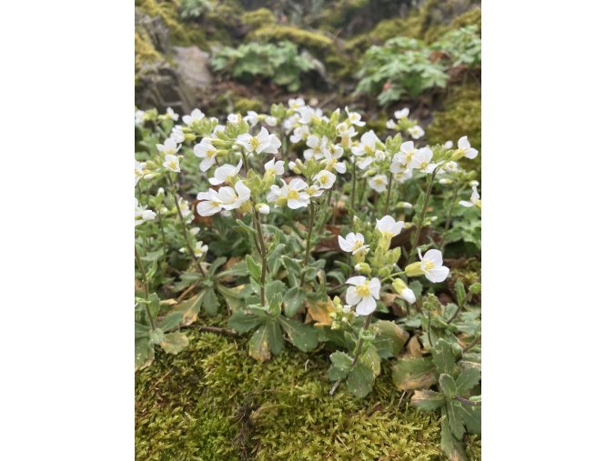 Arabis caucasica 'Schneeball' - huseník kavkazský