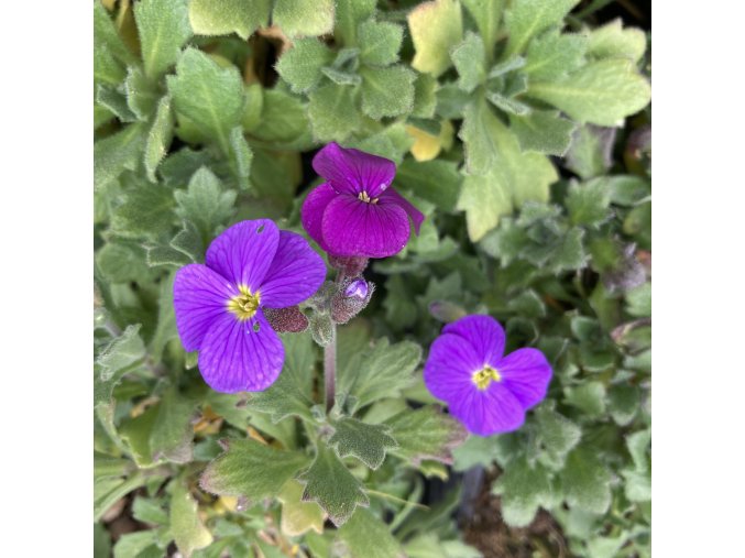 Aubrieta x cultorum 'Royal Cascade Purple-Violet' - tařička