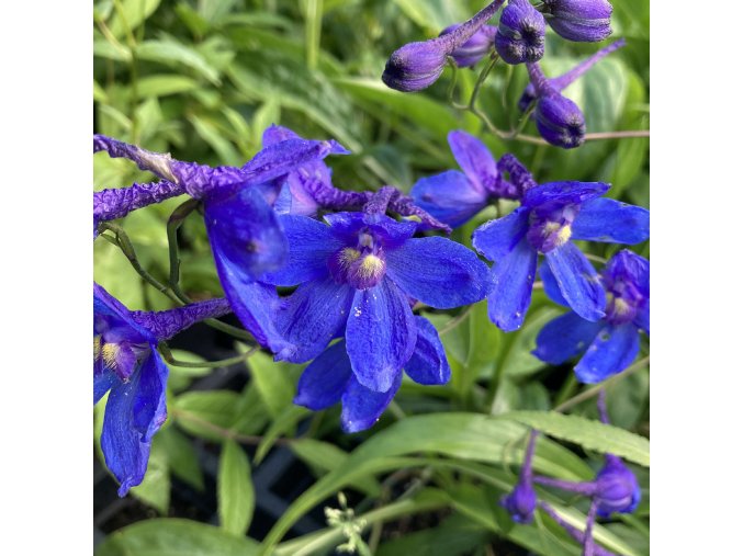 Delphinium belladonna 'Bellamosum' - ostrožka