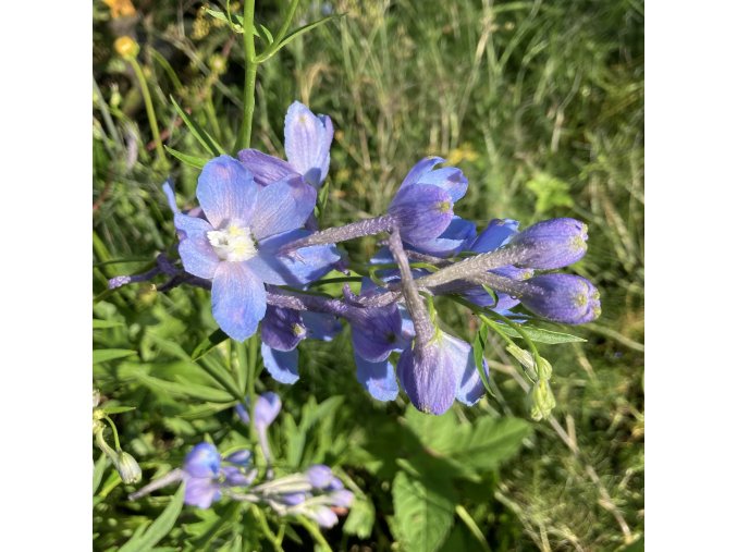 Delphinium belladonna 'Cliveden Beauty' - ostrožka