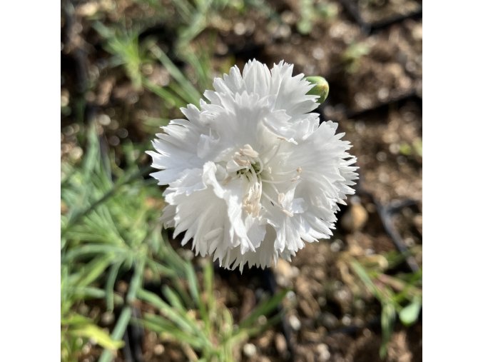 Dianthus plumarius 'Albus Plenus' - hvozdík péřitý