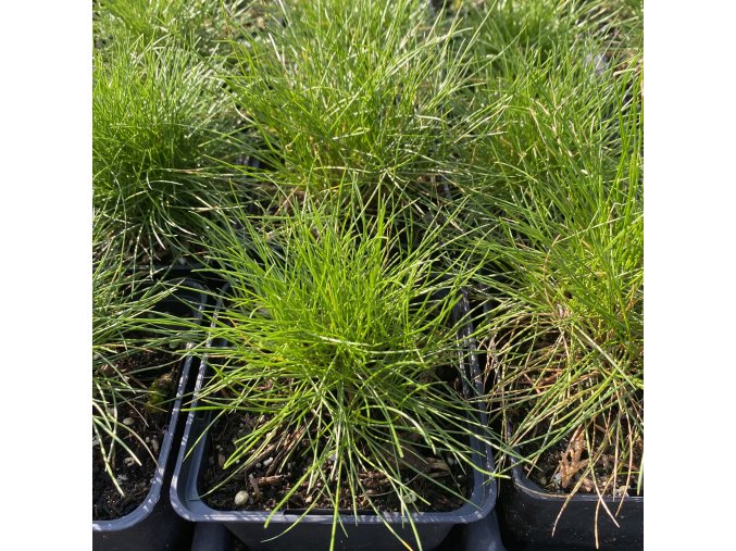 Festuca gautieri - kostřava meltovitá