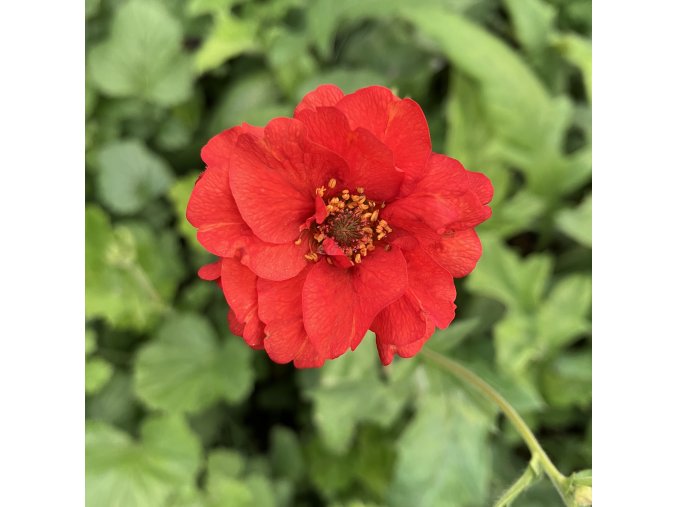 Geum chiloense 'Blazing Sunset' - kuklík čilský