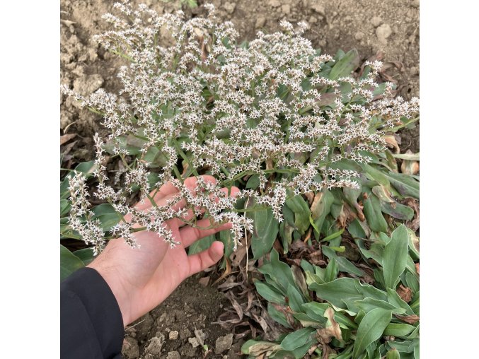 Goniolimon tataricum - statice tatarská