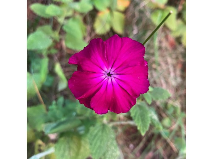 Lychnis coronaria - kohoutek věncový