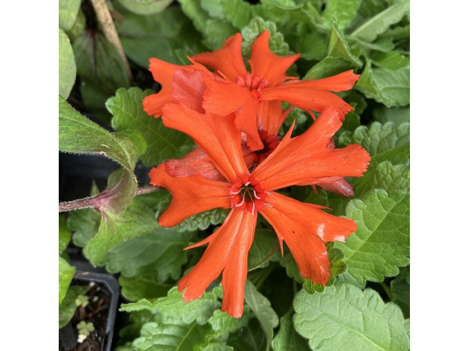 Lychnis x arkwrightii 'Vesuvius' - kohoutek