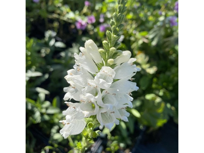 Physostegia virginiana 'Alba' - řetězovka viržinská