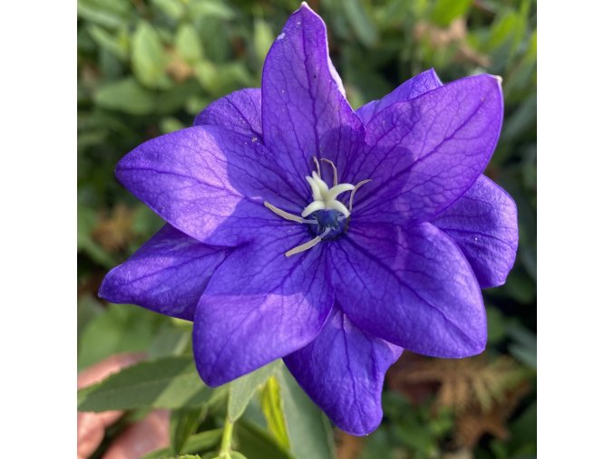 Platycodon grandiflorus 'Hakone Blue' - boubelka velkokvětá