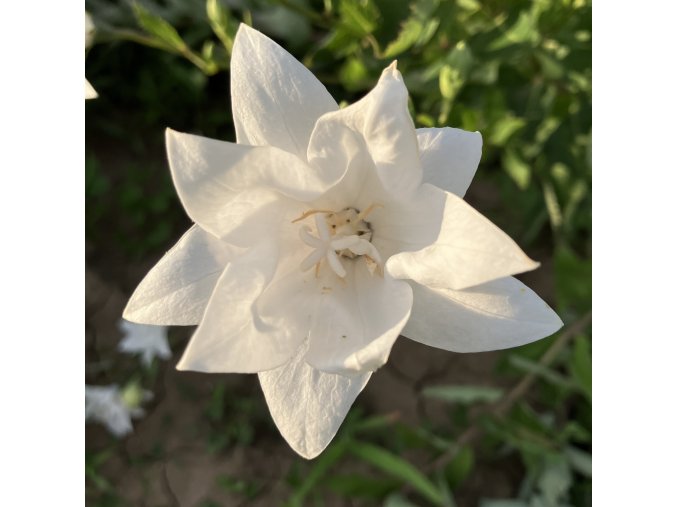 Platycodon grandiflorus 'Hakone White' - boubelka velkokvětá