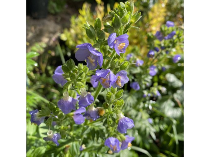Polemonium boreale 'Heavenly Habit' - jirnice
