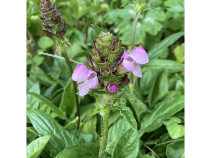 Prunella grandiflora 'Rubra' - černohlávek velkokvětý