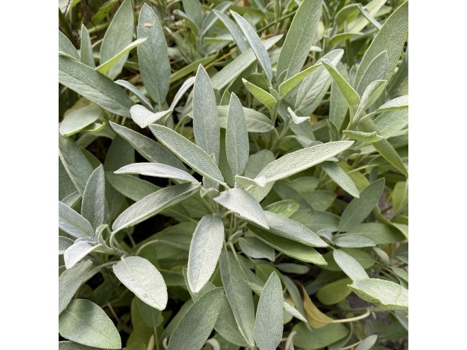 Salvia officinalis 'Extrakta' - šalvěj lékařská