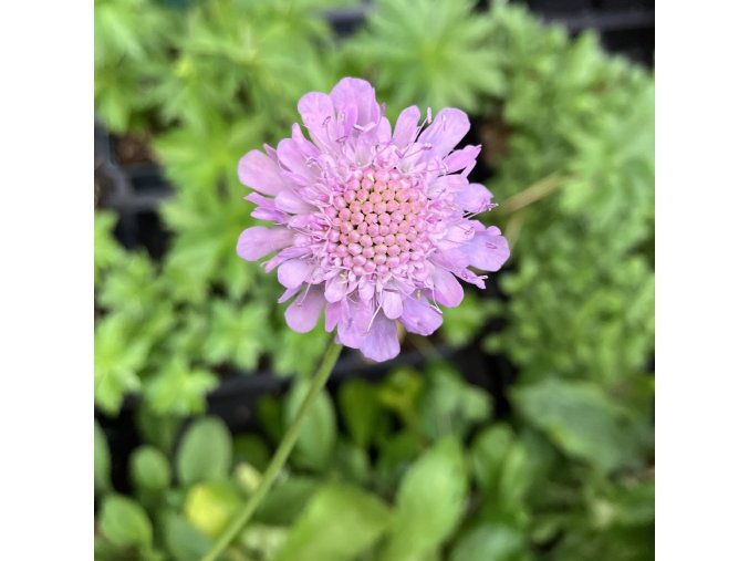 Scabiosa columbaria 'Pincushion Pink' - hlaváč fialový