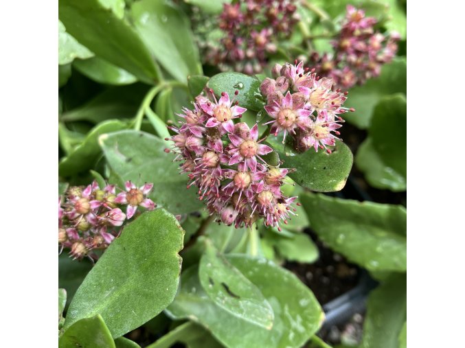 Sedum telephium 'Emperor's Waves' - rozchodník