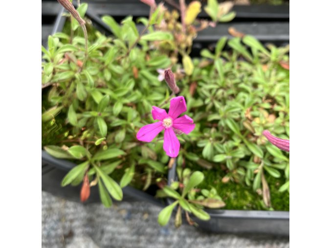 Silene schafta 'Splendens' - silenka kavkazská