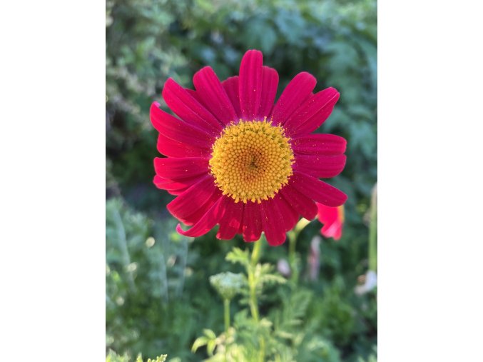 Tanacetum coccineum 'Robinson Rot' - řimbaba šarlatová