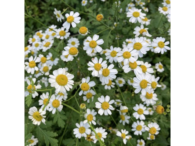 Tanacetum parthenium - kopretina řimbaba