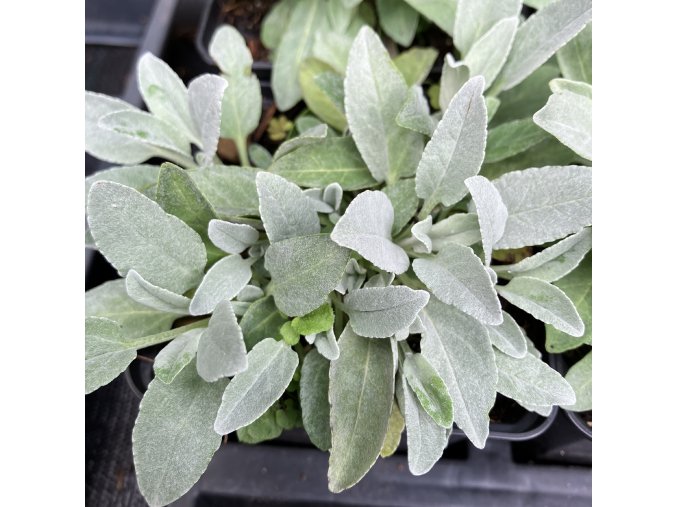 Veronica incana 'Silbersee' - rozrazil šedý