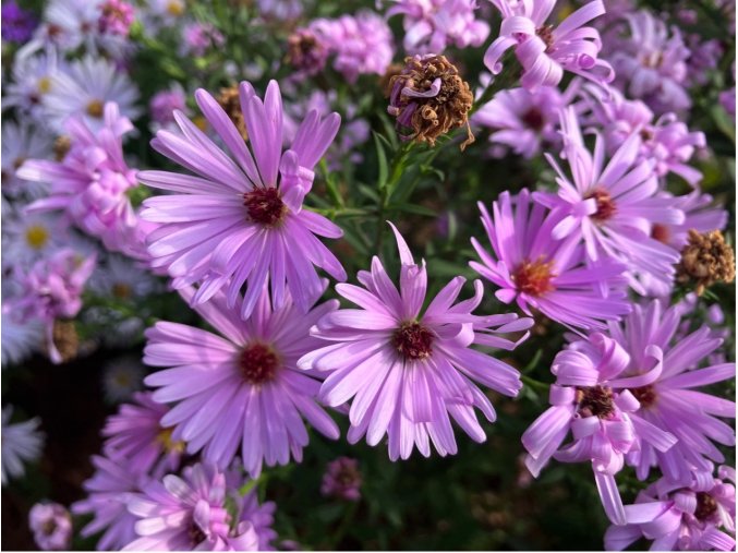 herbstgruss