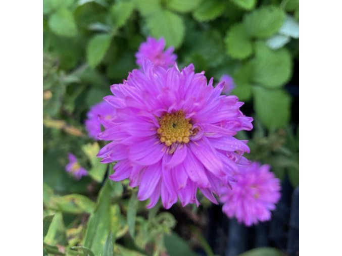 Aster x dumosus 'Peter Harrison' - hvězdnice křovitá