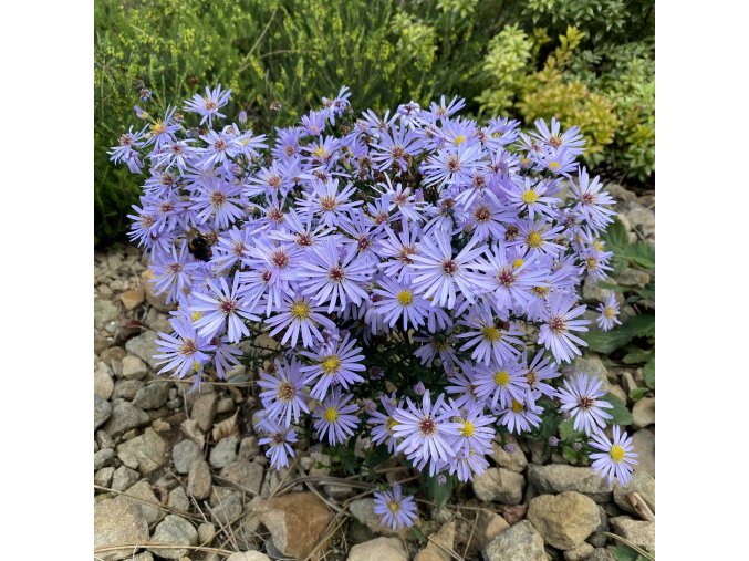 Aster x dumosus 'Victor' - hvězdnice křovitá