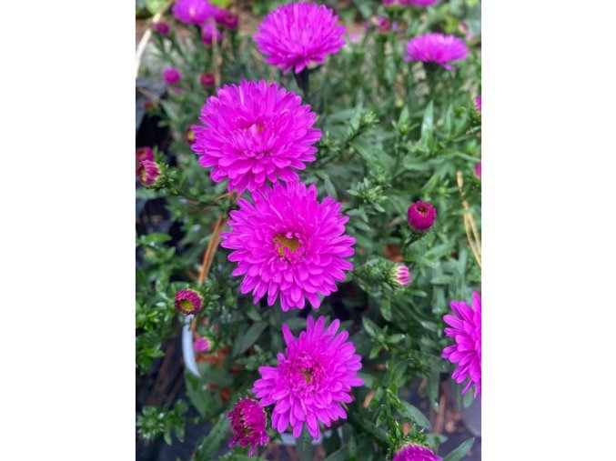 Aster x dumosus 'Starllight' - hvězdnice křovitá