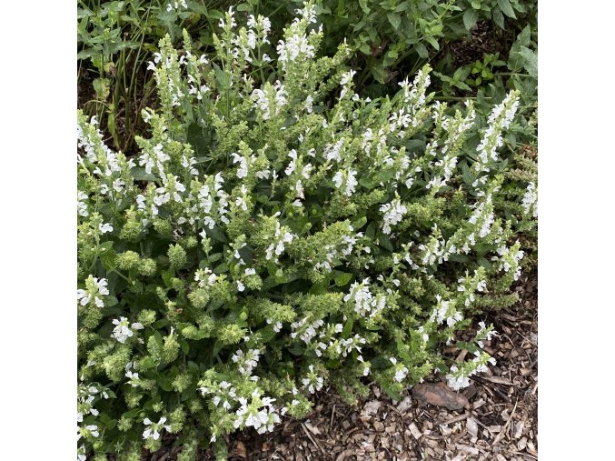 Salvia nemorosa 'Merleau Weiss' - šalvěj hajní