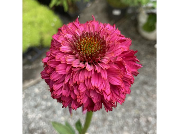 Echinacea purpurea 'Pink Double Delight' - třapatkovka nachová