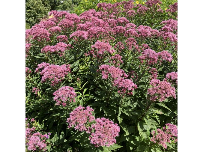 Eupatorium maculatum 'Riesenschirm' - sadec skvrnitý
