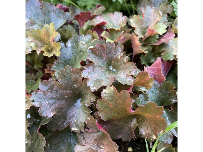 Heuchera 'Petite Ruby Frills' - dlužicha