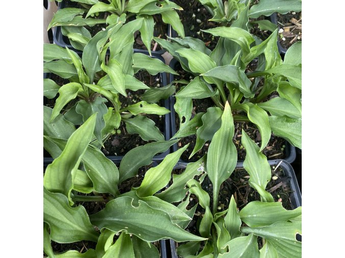 Hosta minima - bohyška