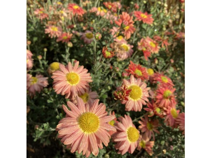 Chrysanthemum x morifolium 'Bronze' - listopadka zahradní