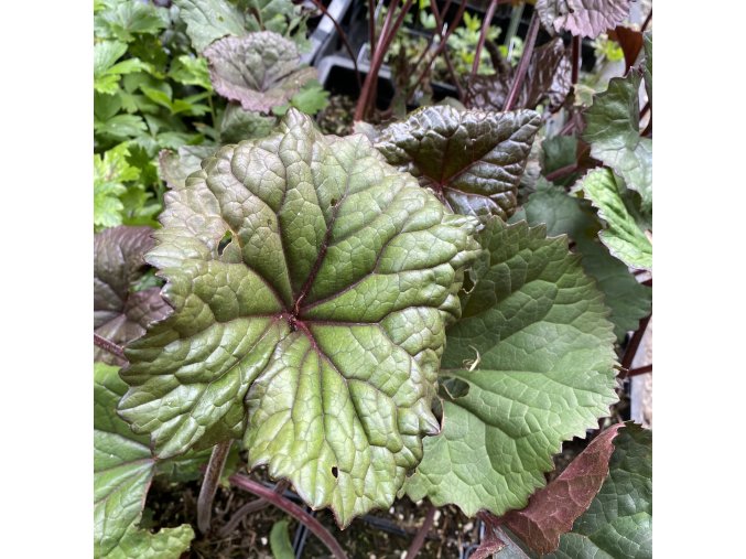 Ligularia dentata 'Desdemona' - popelivka zoubkovaná
