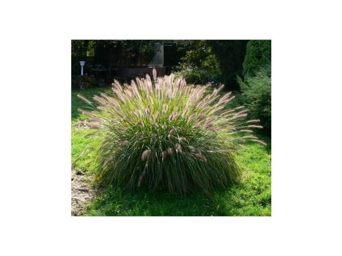 Pennisetum alopecuroides 'Japonicum' - dochan psárkovitý