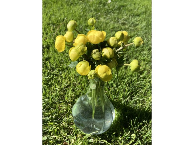 Trollius altissimus - upolín nejvyšší