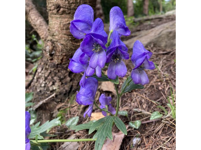 Aconitum carmichaelii 'Arendsii Group' - oměj Carmichaelův