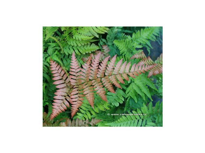 Dryopteris erythrosora - kapraď červenavá