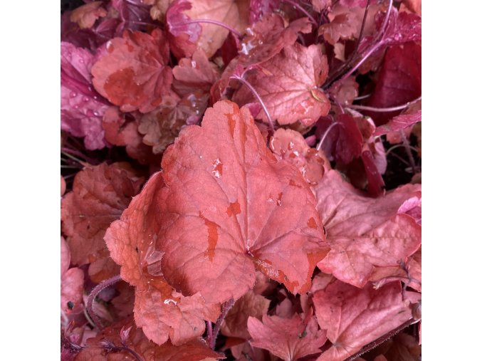 Heuchera hybrid 'Carnival Cinnamon Stick' - dlužicha