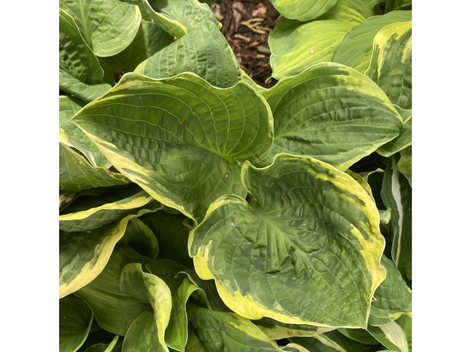 Hosta 'Christmas Tree' - bohyška