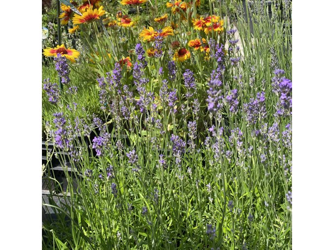 Lavandula angustifolia 'Dwarf Blue' - levandule
