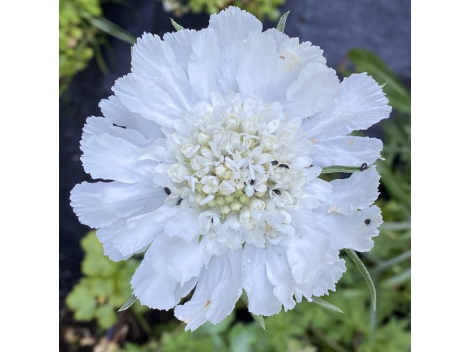 Scabiosa caucasica 'Miss Willmott' - hlaváč kavkazský