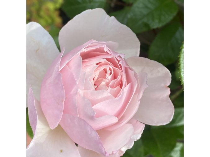 Rosa 'The Generous Gardener' - růže pnoucí