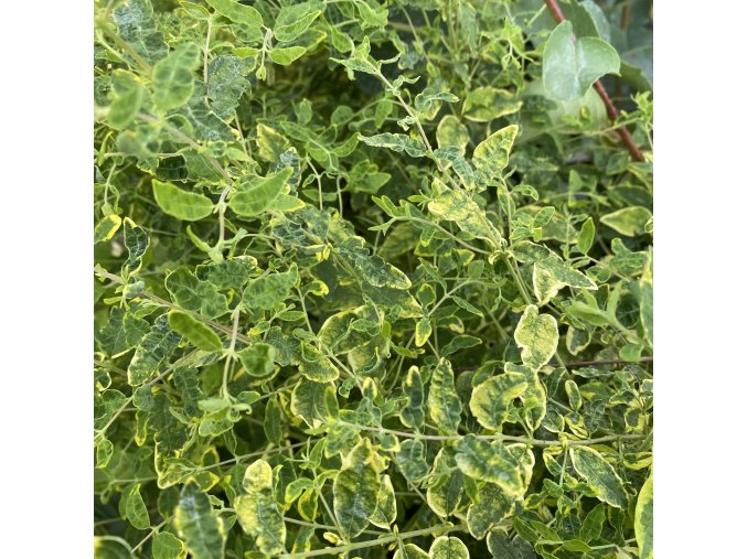 Symphoricarpos orbiculatus 'Variegatus'