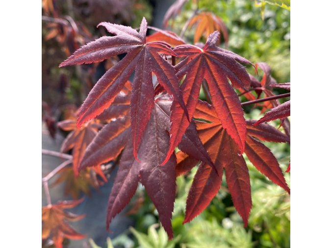 Acer palmatum 'Moonfire' - javor dlanitolistý