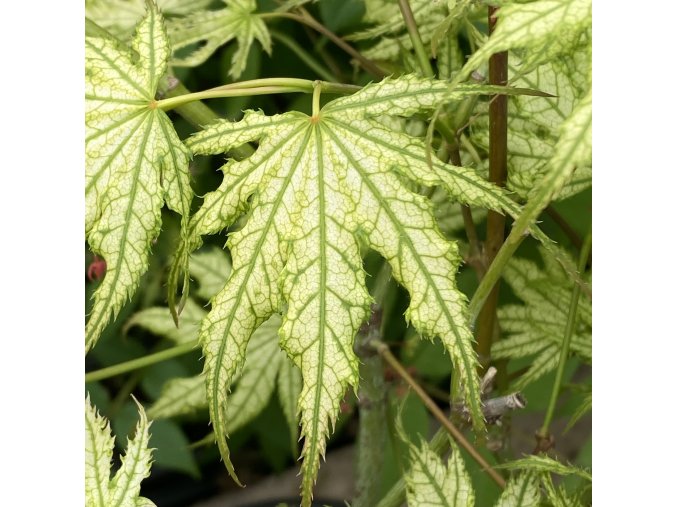 Acer palmatum 'Peaches and Cream' - javor dlanitolistý