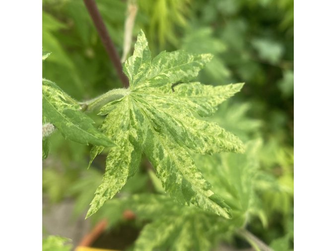 Acer sieboldianum 'Kumoi nishiki' - javor Sieboldův