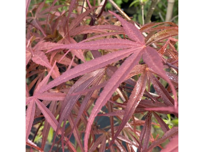 Acer palmatum 'Beni otake' - javor dlanitolistý