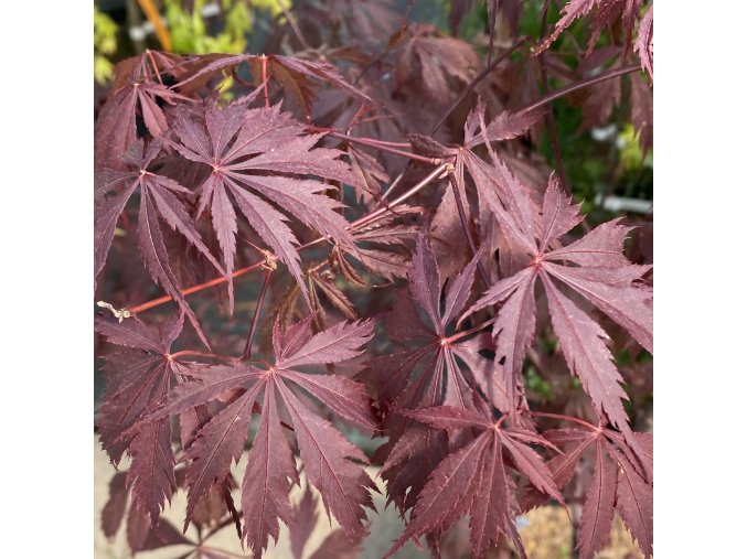 Acer palmatum 'Black Lace' - javor dlanitolistý