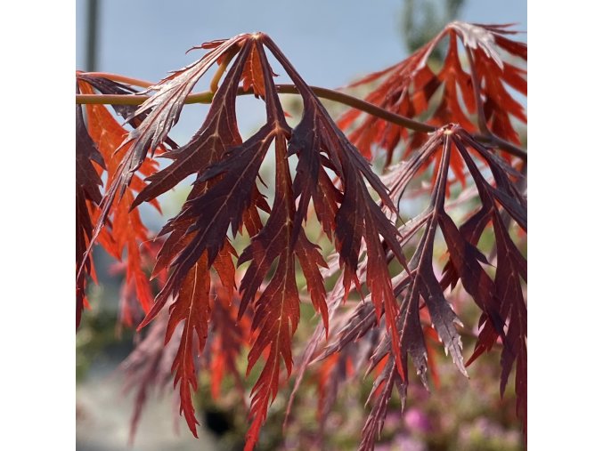 Acer palmatum 'Black Swan' - javor dlanitolistý