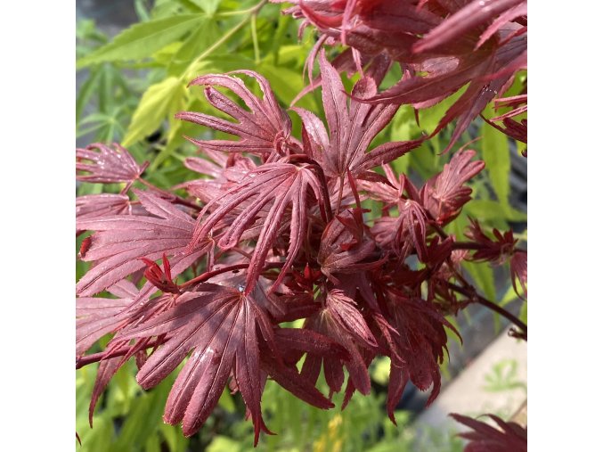 Acer palmatum 'Carlis Cornel Broom' - javor dlanitolistý